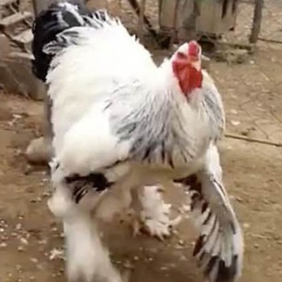 婆罗门鸡苗脱温婆罗门鸡养殖 饲养简单基地货源充足图5