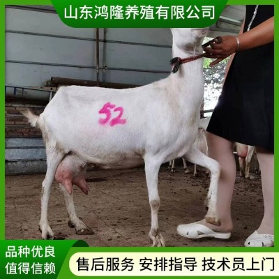 农家养殖萨能奶山羊 怀孕母羊 脱温产奶羊 奶山羊羊 繁殖率图5