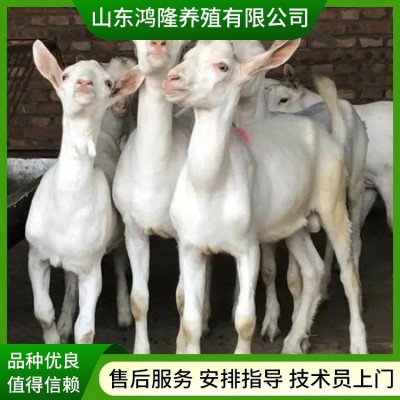 农家养殖萨能奶山羊 怀孕母羊 脱温产奶羊 奶山羊羊 繁殖率图4