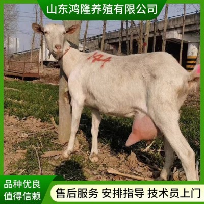 农家养殖萨能奶山羊 怀孕母羊 脱温产奶羊 奶山羊羊 繁殖率图3