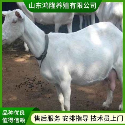常年供应白山羊 改良肉羊 繁殖能力强体型匀称种羊图2