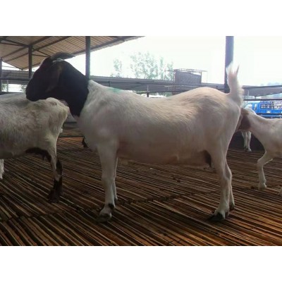 养殖场优质纯种波尔山羊 改良脱温 生长快 多羔多胎图2