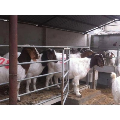 养殖场优质纯种波尔山羊 改良脱温 生长快 多羔多胎图3