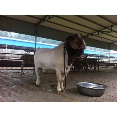 养殖场优质纯种波尔山羊 改良脱温 生长快 多羔多胎图4