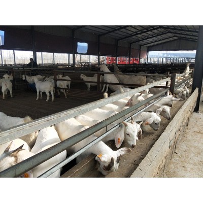 养殖场优质纯种波尔山羊 改良脱温 生长快 多羔多胎图5