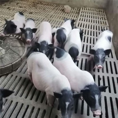 锡林郭勒盟景区散养巴马香猪 生长速度快 改良品种，易饲养 鸿超农业图2