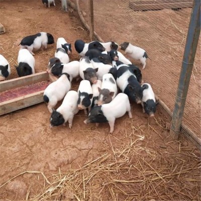 锡林郭勒盟景区散养巴马香猪 生长速度快 改良品种，易饲养 鸿超农业图3