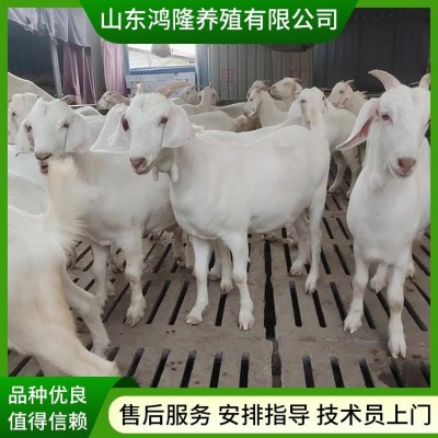 美国白山羊 怀孕母羊 种公 体型匀称 体躯丰满 采食能力好图4