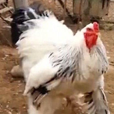 婆罗门鸡苗脱温婆罗门鸡养殖 饲养简单基地货源充足图3