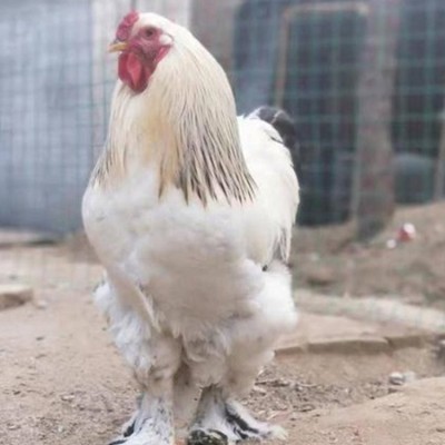 婆罗门鸡苗脱温婆罗门鸡养殖 饲养简单基地货源充足图2