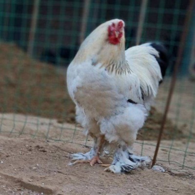 婆罗门鸡苗脱温婆罗门鸡养殖 饲养简单基地货源充足图4