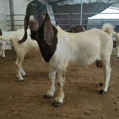 养殖场优质纯种波尔山羊 改良脱温 生长快 多羔多胎图5