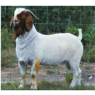 养殖场优质纯种波尔山羊 改良脱温 生长快 多羔多胎图4