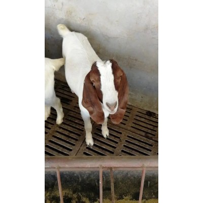 养殖场优质纯种波尔山羊 改良脱温 生长快 多羔多胎图3