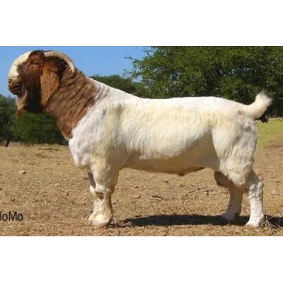 养殖场优质纯种波尔山羊 改良脱温 生长快 多羔多胎图2