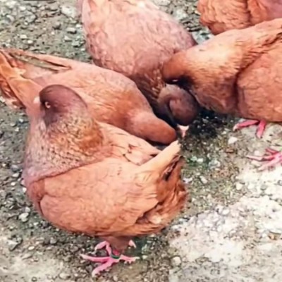 黑龙江特大元宝鸽子 河南种鸽养殖场 山西观赏鸽养殖场图5