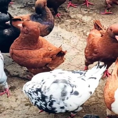 黑龙江特大元宝鸽子 河南种鸽养殖场 山西观赏鸽养殖场图2