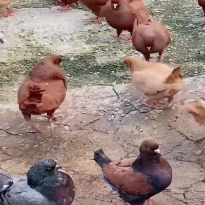 黑龙江特大元宝鸽子 河南种鸽养殖场 山西观赏鸽养殖场图3