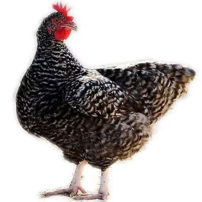 脱温散养芦花鸡 改良芦花鸡苗养殖 可粗饲肌肉发达图3