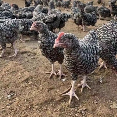 脱温散养芦花鸡 改良芦花鸡苗养殖 可粗饲肌肉发达图2