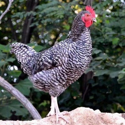 脱温散养芦花鸡 改良芦花鸡苗养殖 可粗饲肌肉发达图4