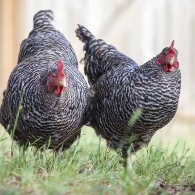 脱温散养芦花鸡 改良芦花鸡苗养殖 可粗饲肌肉发达图5