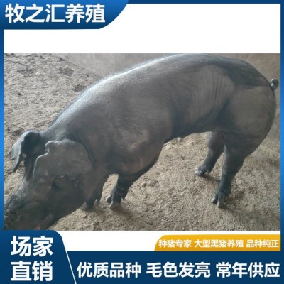 巴克夏种猪选购 长势快雪花肉猪种黑猪品种 牧之汇养殖图2