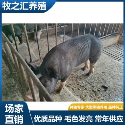 巴克夏种猪选购 长势快雪花肉猪种黑猪品种 牧之汇养殖图3