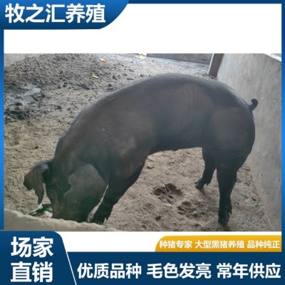 巴克夏种猪选购 长势快雪花肉猪种黑猪品种 牧之汇养殖图5