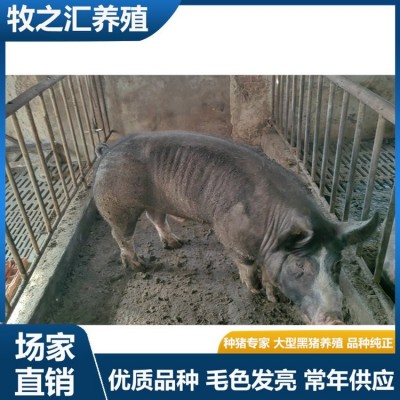 巴克夏种猪选购 长势快雪花肉猪种黑猪品种 牧之汇养殖图4
