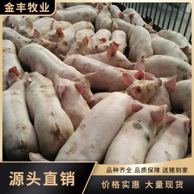 二元大白仔猪 育肥猪苗30斤210米 健康好养 金丰大厂正宗保成活图4