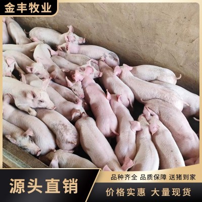 二元大白仔猪 育肥猪苗30斤210米 健康好养 金丰大厂正宗保成活图2