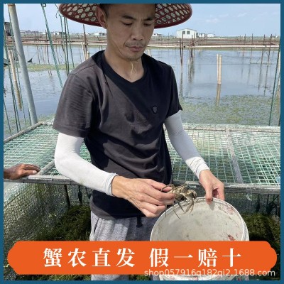 苏州阳澄湖镇大闸蟹微商一件代发蟹农直发公4两母3两8只鲜活到家图4