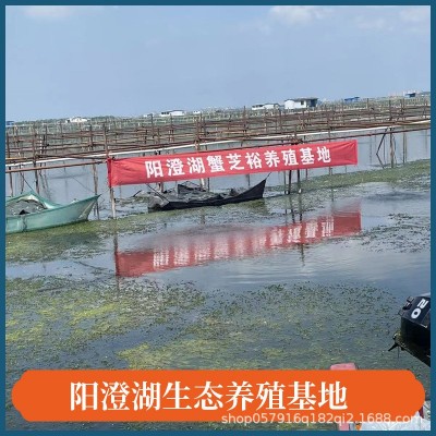 苏州阳澄湖镇大闸蟹微商一件代发蟹农直发公4两母3两8只鲜活到家图2