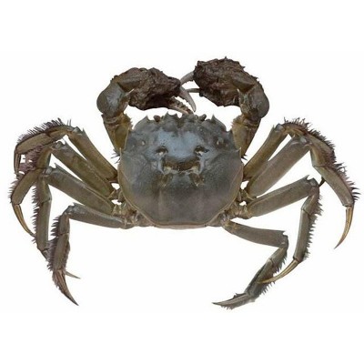 基地直发淡水大闸蟹礼盒中华绒螯蟹螃蟹鲜活蟹卡礼卷一件代发图5