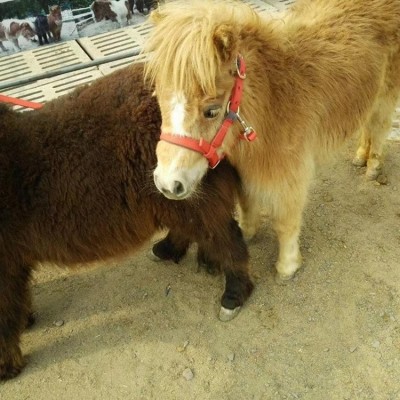 迷你宠物成年马匹 被毛厚密 景区骑乘拍照马 鼎顺牧业图3