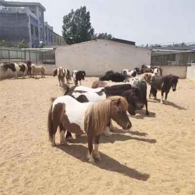 迷你宠物成年马匹 被毛厚密 景区骑乘拍照马 鼎顺牧业图4