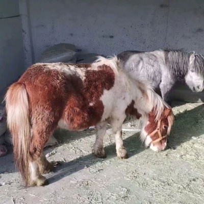 迷你宠物成年马匹 被毛厚密 景区骑乘拍照马 鼎顺牧业图5