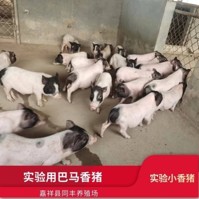 小型实验猪 迷你巴马香猪 饲养简单 体格良好 同丰养殖场图4