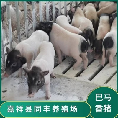 小型实验猪 迷你巴马香猪 饲养简单 体格良好 同丰养殖场图5