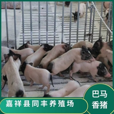 小型实验猪 迷你巴马香猪 饲养简单 体格良好 同丰养殖场图2
