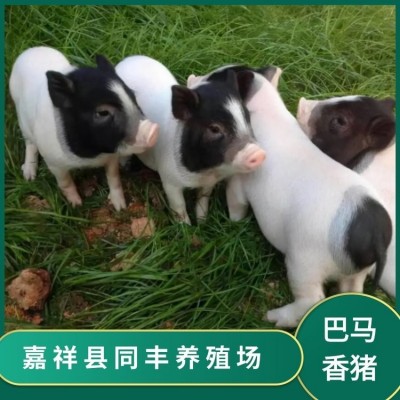 小型实验猪 迷你巴马香猪 饲养简单 体格良好 同丰养殖场图3