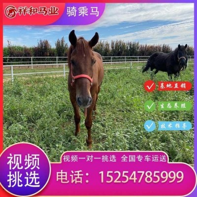 种公马 马繁殖育种-祥和马业图3