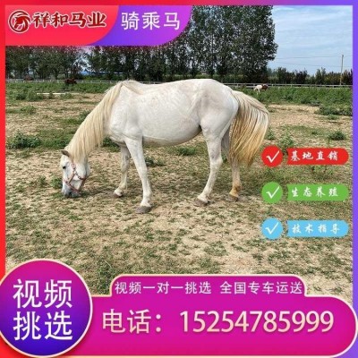 种公马 马繁殖育种-祥和马业图2