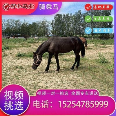 种公马 马繁殖育种-祥和马业图5