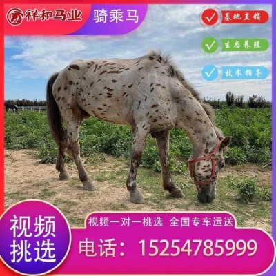 种公马 马繁殖育种-祥和马业图4