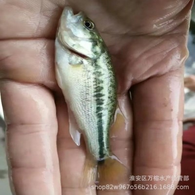 批发七星鲈鱼苗幼苗 大口鲈鱼淡水鲈鱼图5