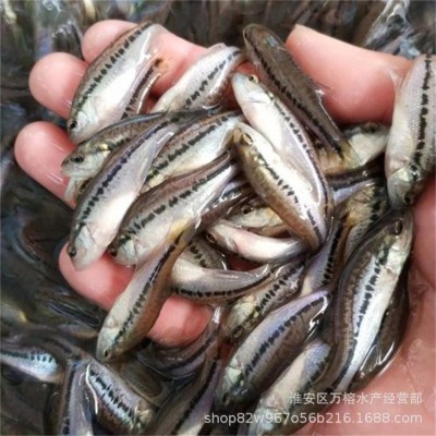 批发七星鲈鱼苗幼苗 大口鲈鱼淡水鲈鱼图2