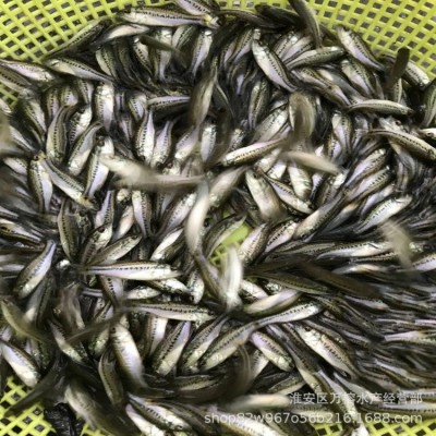 批发七星鲈鱼苗幼苗 大口鲈鱼淡水鲈鱼图3