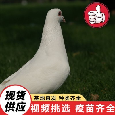 养殖肉鸽三十年出售 纯种白羽王种鸽 美国落地王鸽元宝鸽广场鸽图5